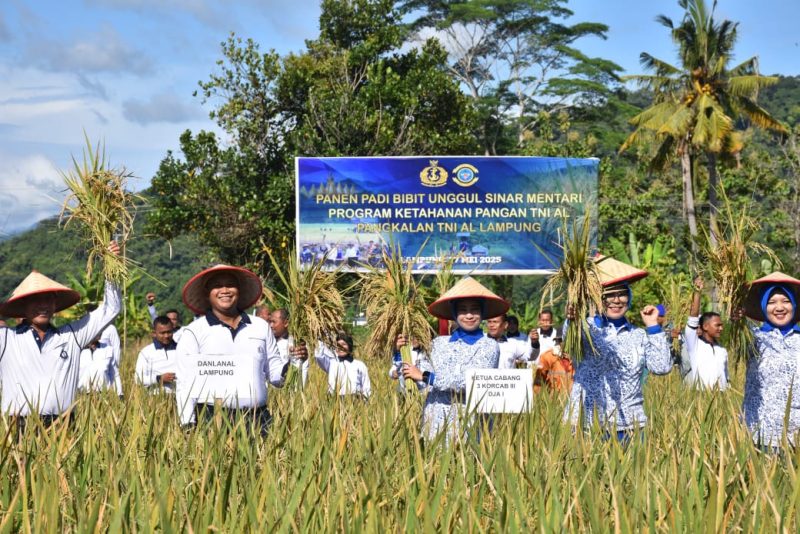 Dukung Ketahanan Pangan Nasional, Lanal Lampung Panen Padi Unggul “Sinar Mentari”